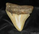 Great Megalodon Tooth #949-1
